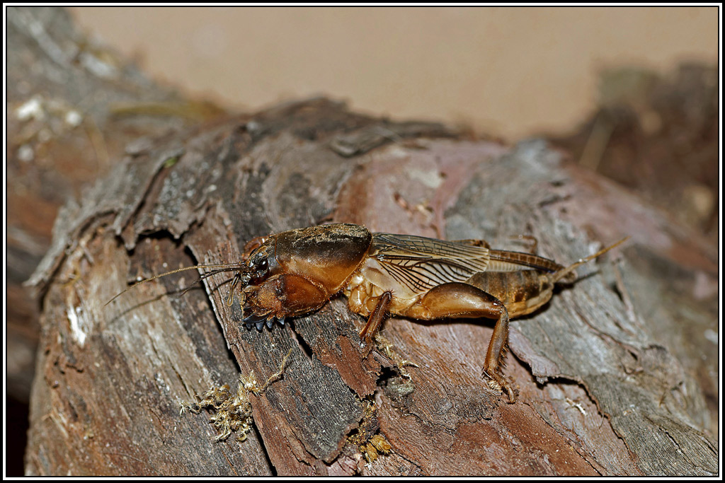Taupe_grillon(Gryllotalpa_gryllotalpa)(4).jpg