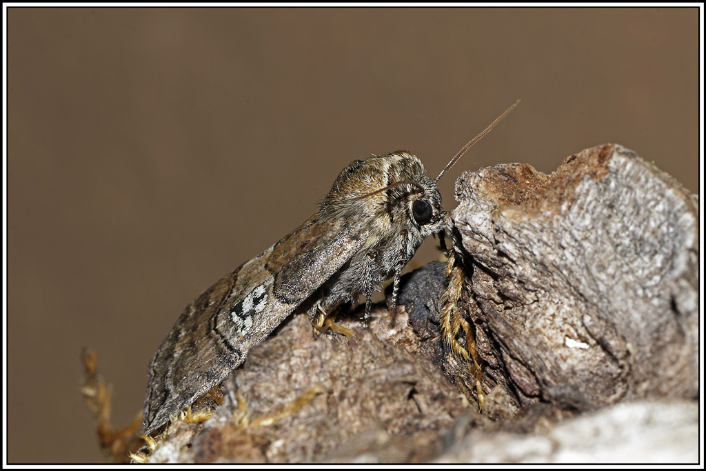 Octogésime(Tethea_ocularis)(8).jpg