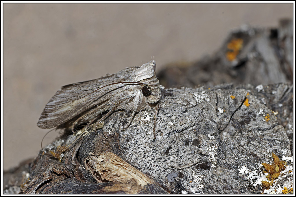 Ombrageuse(Cucullia_umbricata)(3).jpg