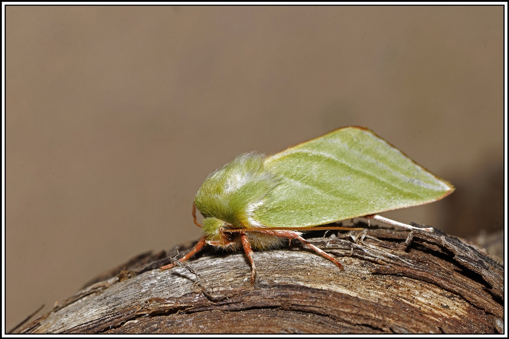 Halias_du_hetre(Pseudoips_prasinanus)(11).jpg