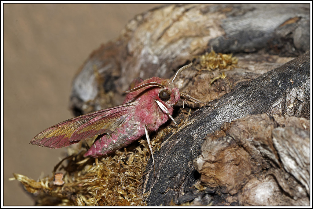 Petit_sphinx_de_la_vigne(Deilephila_porcellus)(44).jpg