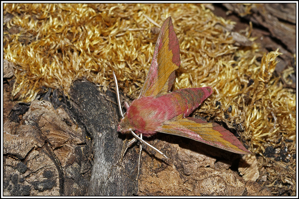 Petit_sphinx_de_la_vigne(Deilephila_porcellus)(50).jpg
