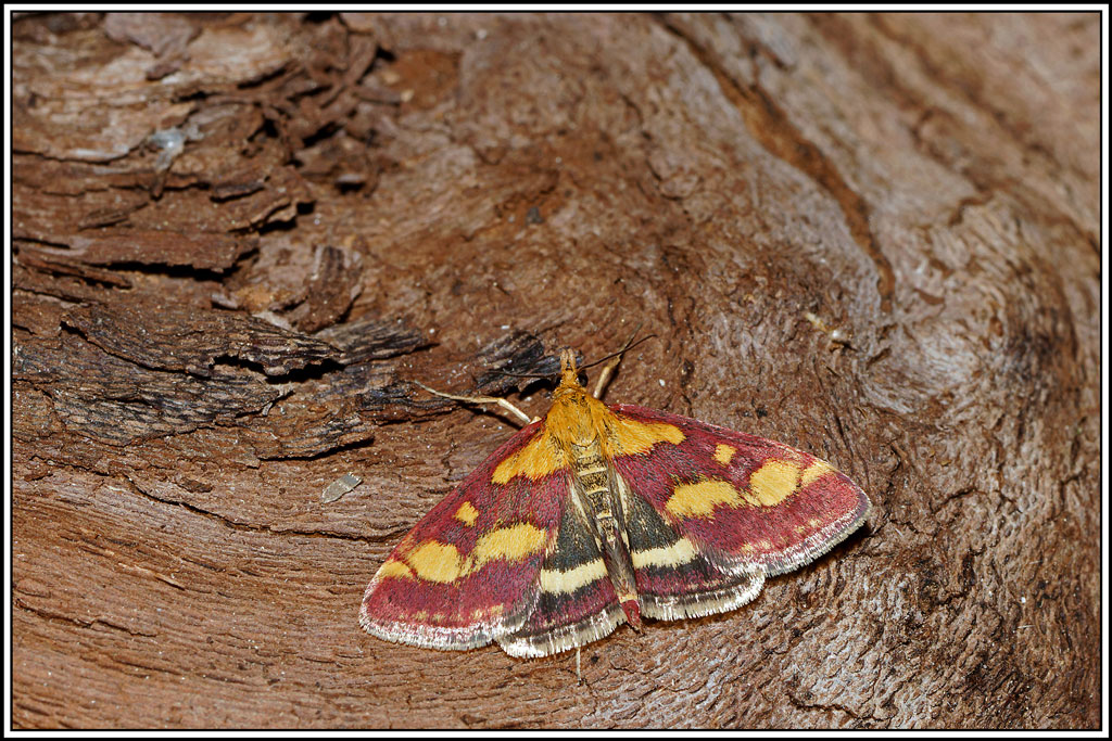 Pyrauste_pourpree(Pyrausta_purpuralis)(1).jpg