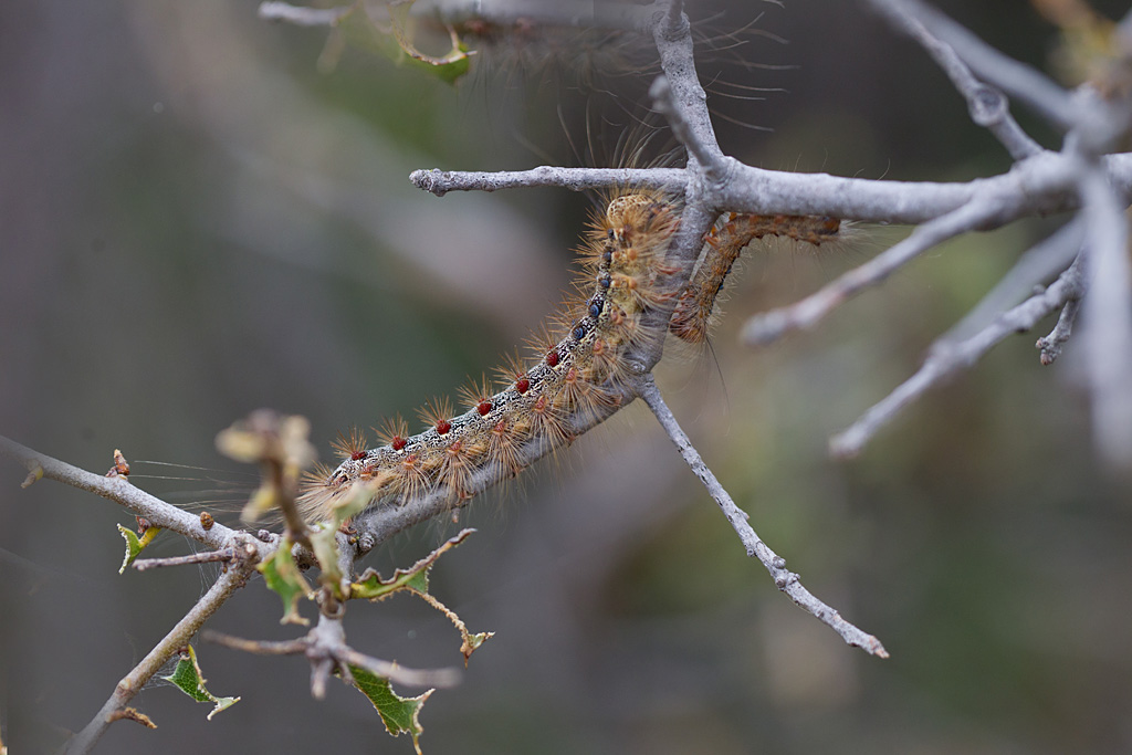 bombyx disparate - Lymantria dispar chenille 1.jpg
