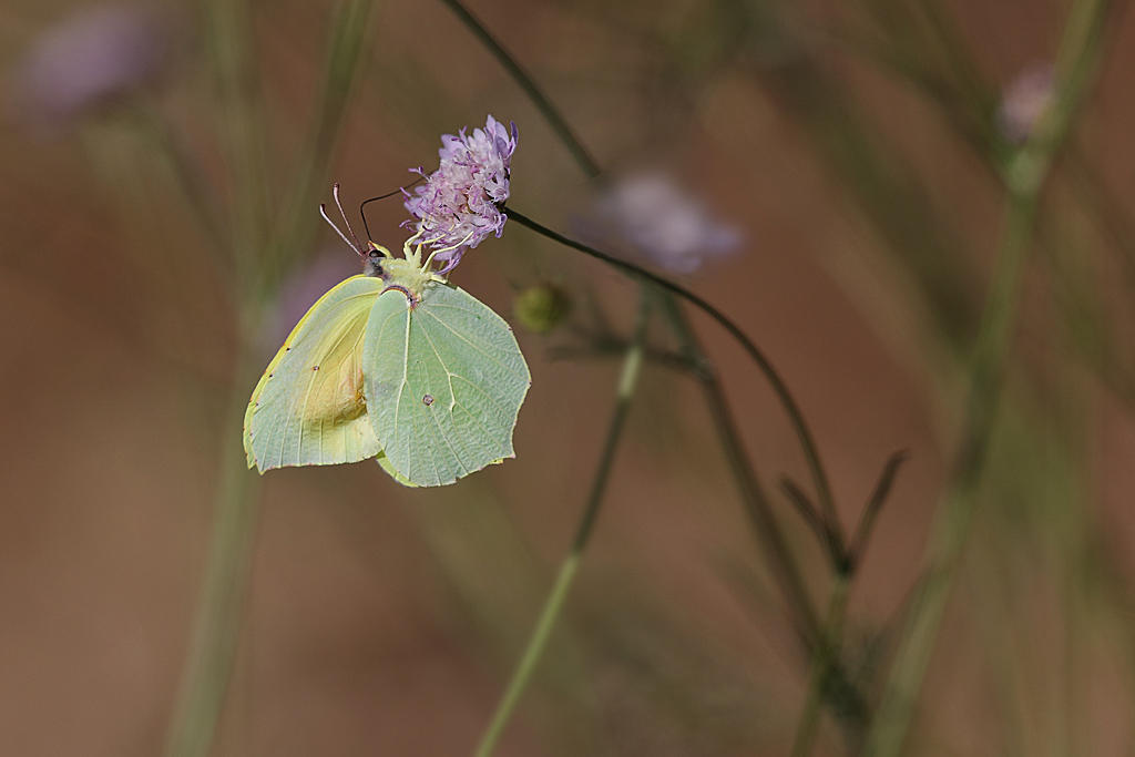 Le citron de Provence - Gonepteryx cleopatra.JPG