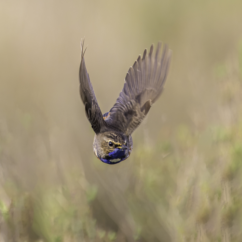 -3S8A8323_DxO1-4.jpg