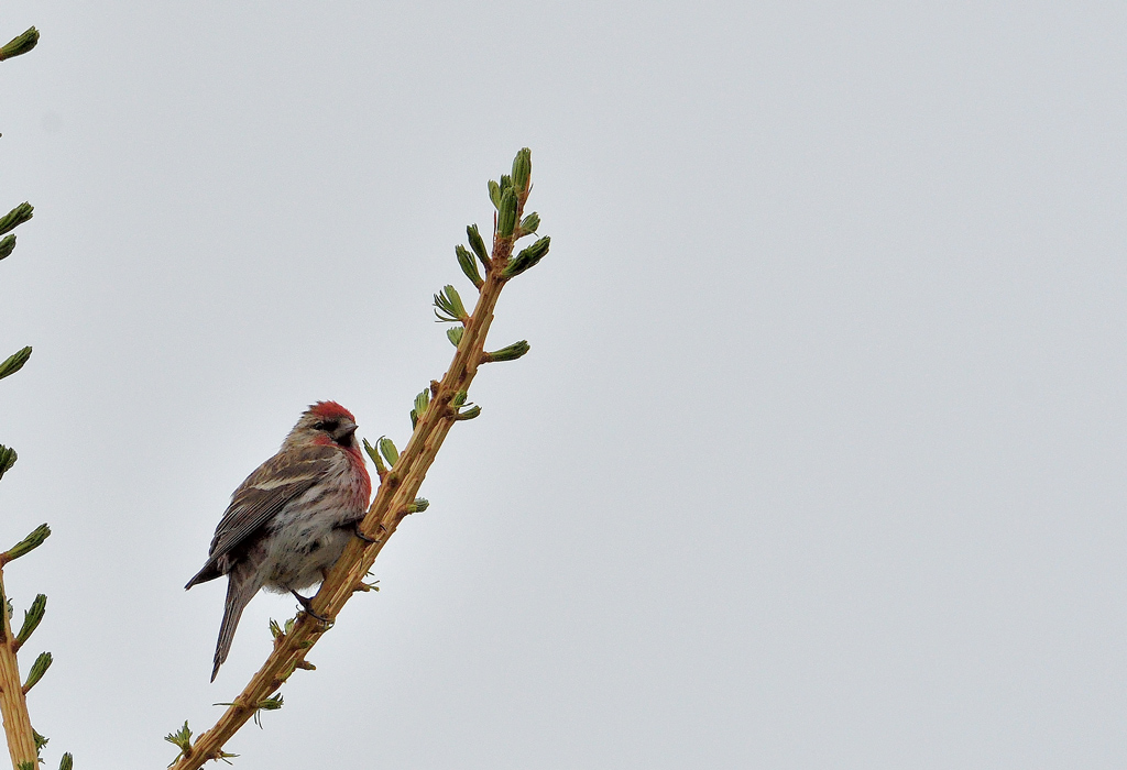 DSC_3992.jpg