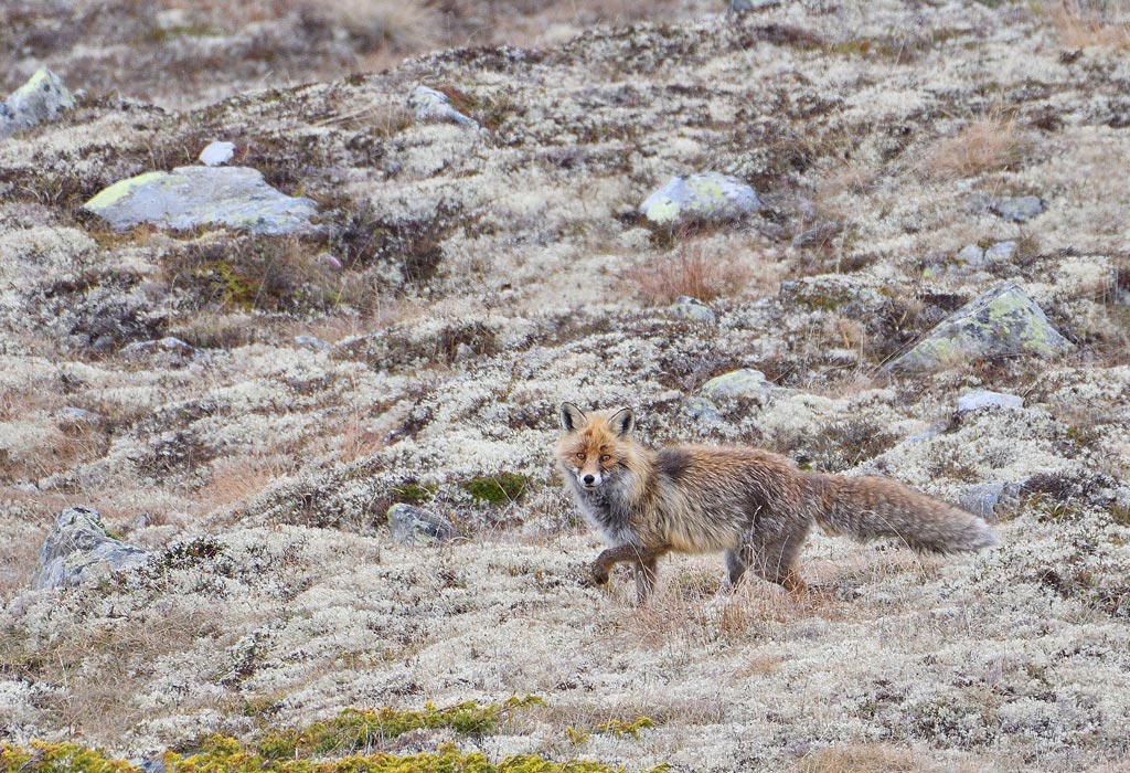 DSC_4001.jpg