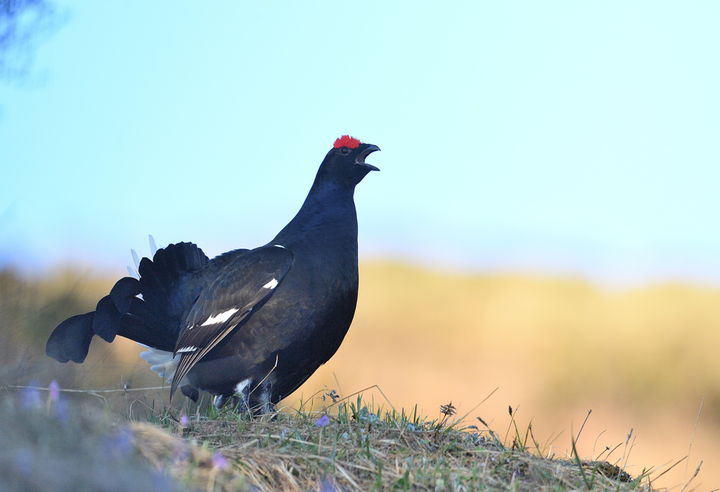 DS5_9707.jpg