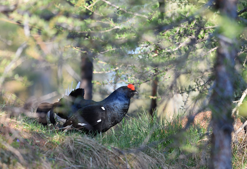 DS5_9722.jpg