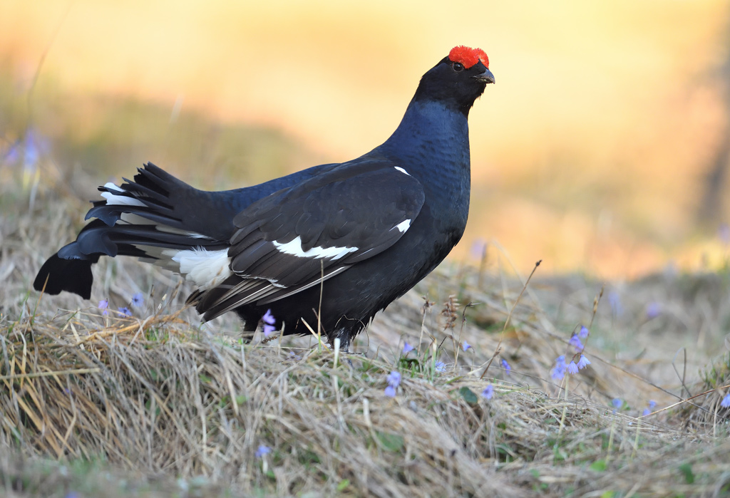 DS5_9727.jpg