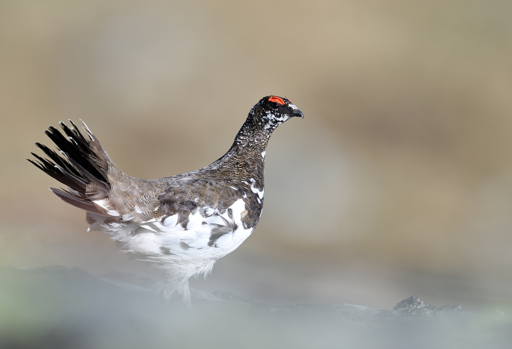 DS5_0168.jpg