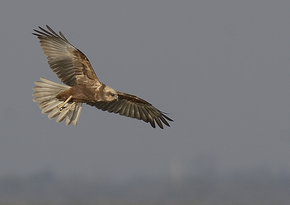 busard des roseaux_8545_PA13542.JPG