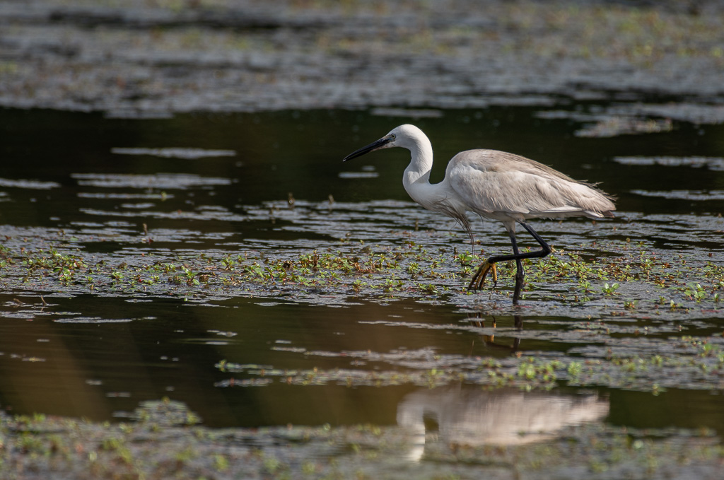 Aigrette -0-.jpg