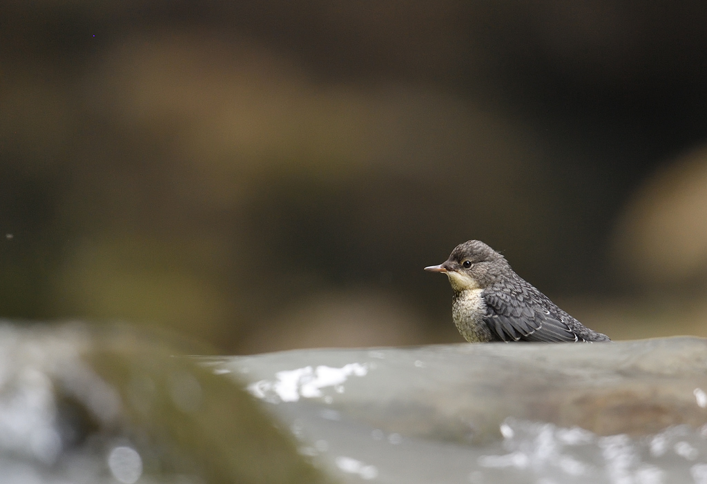 DS5_9622.jpg