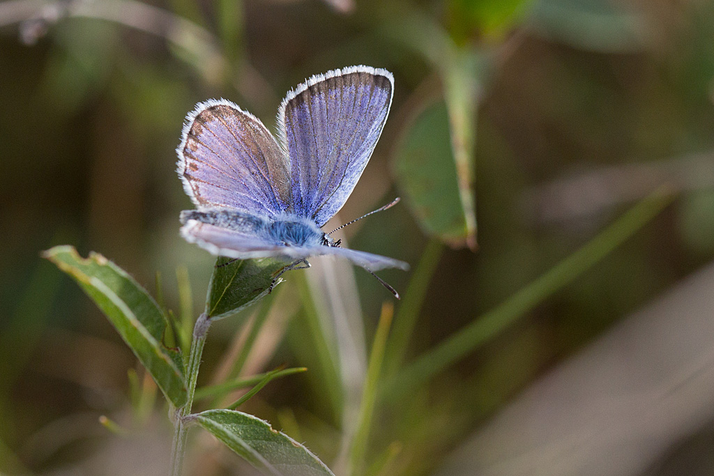 L'azuré du genêt - Plebejus idas 2.jpg
