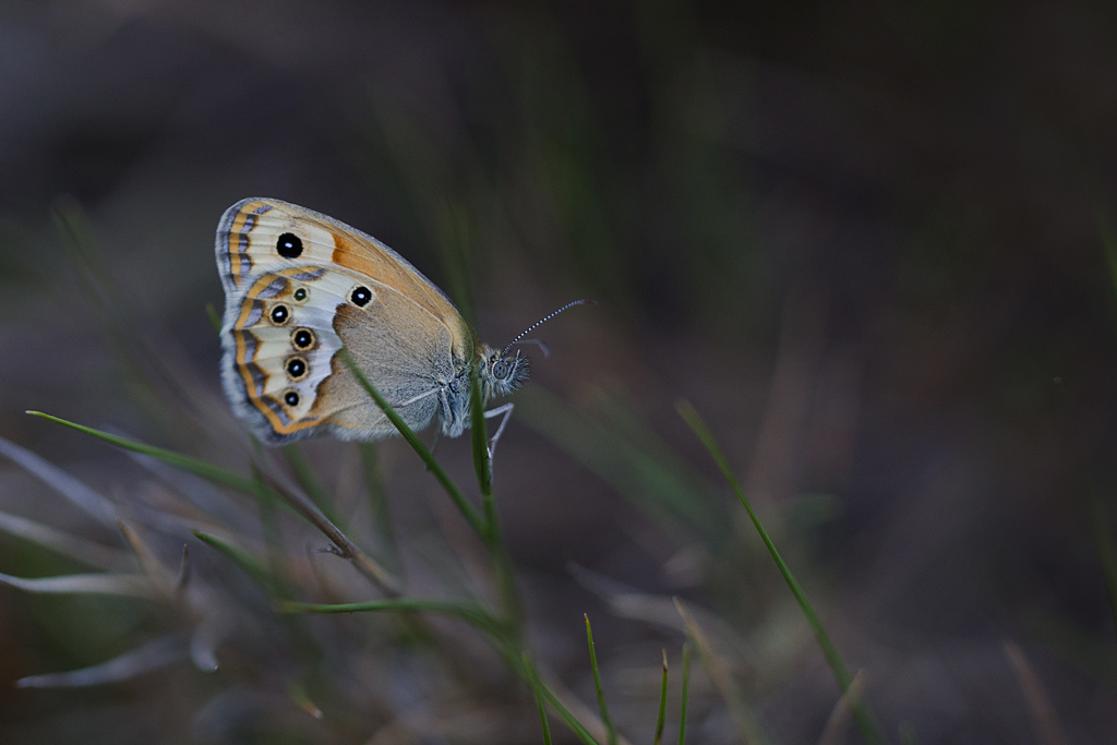 Le fadet des garrigues - Coenonympha dorus.jpg