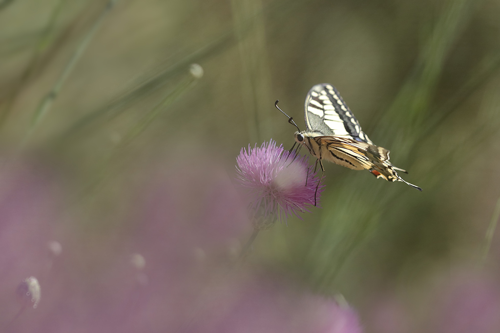 Le machaon -.JPG