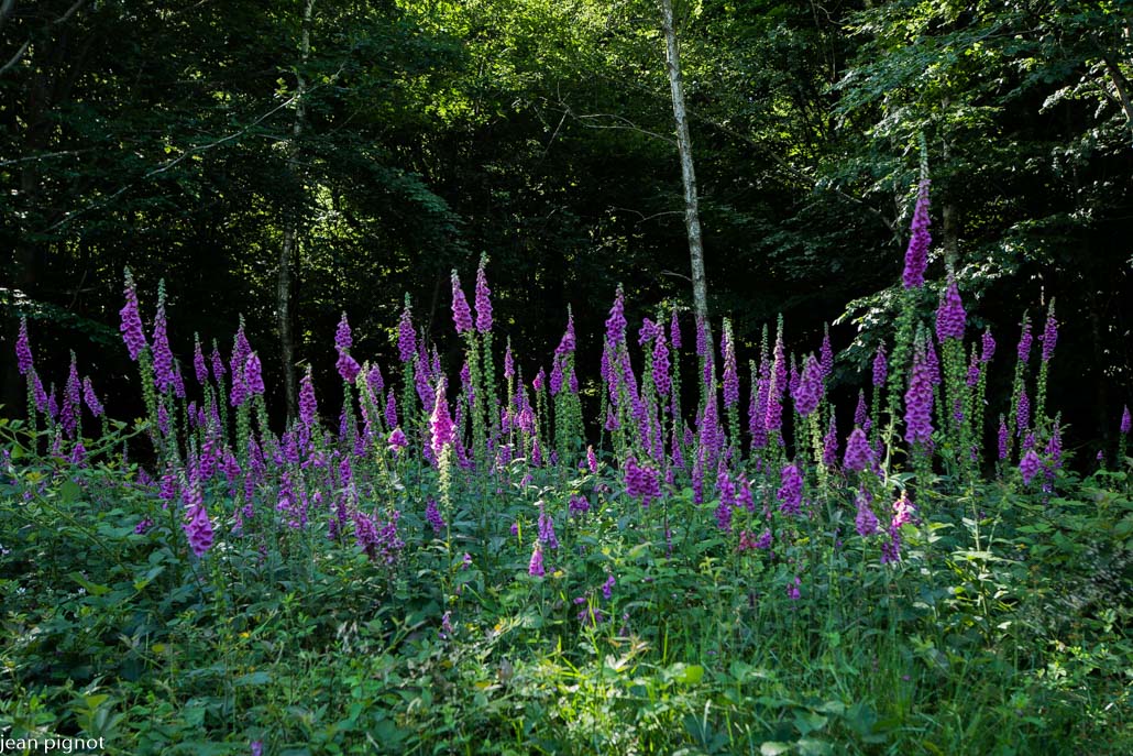 12062022-DSC_0775.JPG