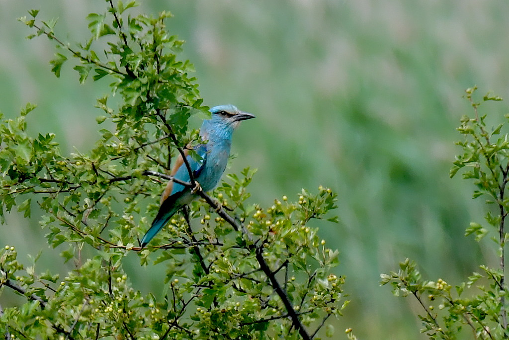 DSC_4244.JPG