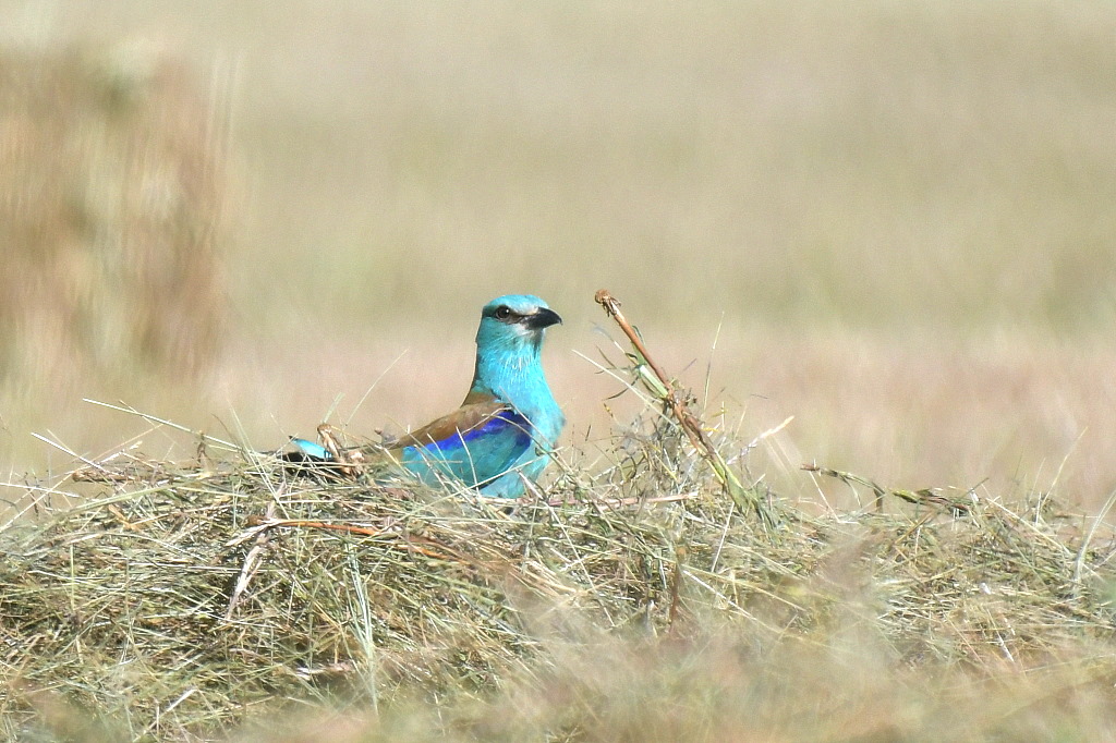DSC_4426.JPG