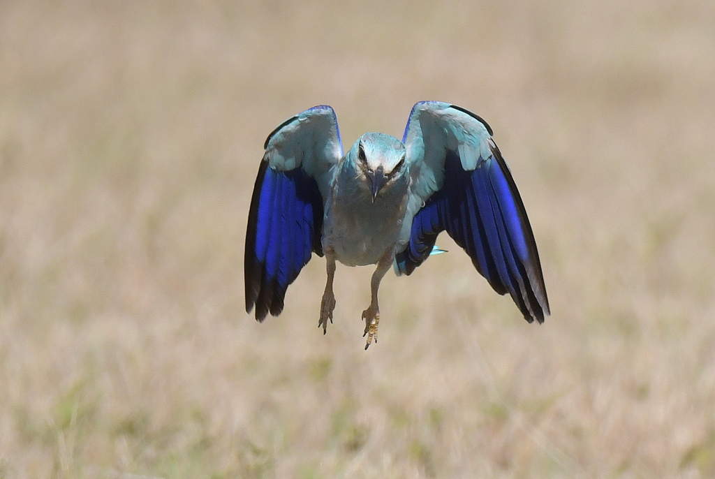 DSC_4740.JPG