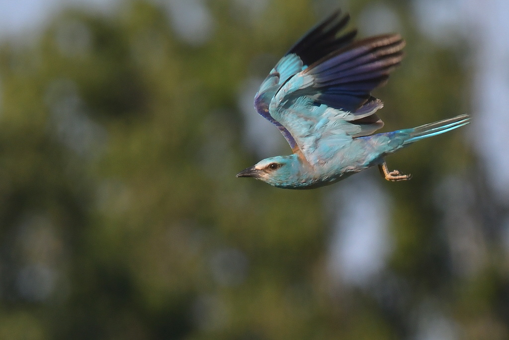 DSC_4594IN.jpg