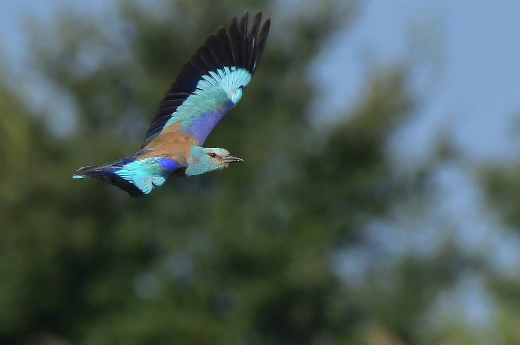DSC_4942.JPG
