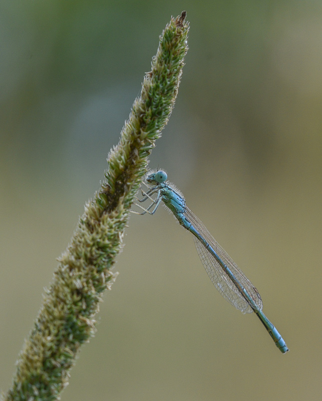 Agrion jouvencelle -0- (4).jpg