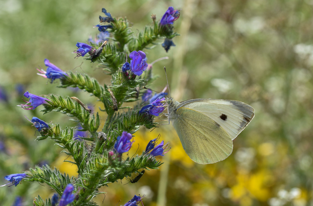 Papillon - La Piéride du chou -2-.jpg
