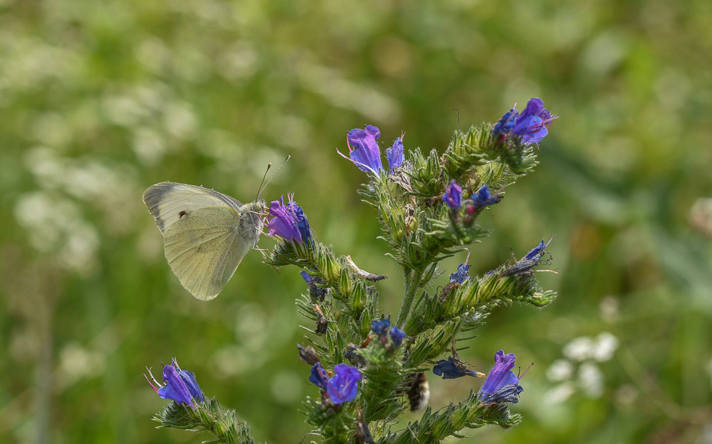 Papillon - La Piéride du chou.jpg