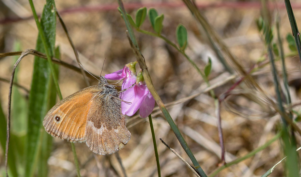 Papillon - Le Myrtil.jpg