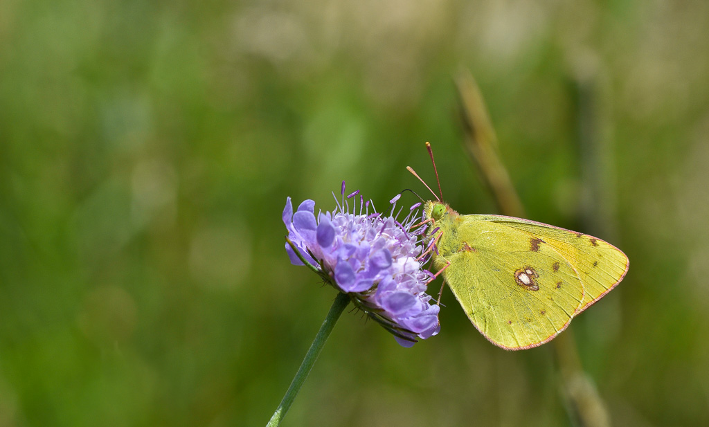 papillon - Le souffré -7-.jpg