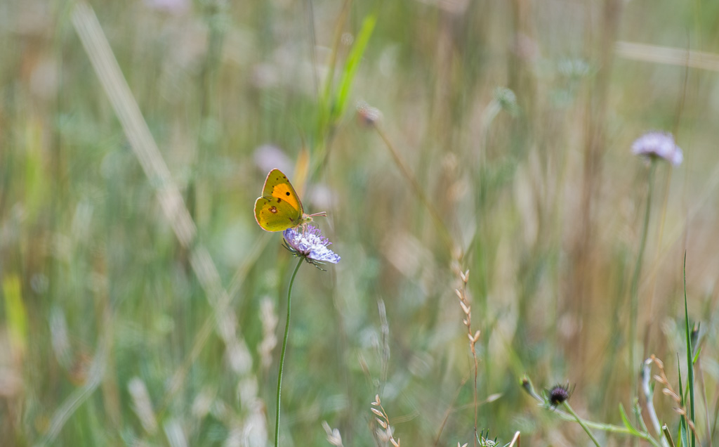papillon - Le souffré -0-.jpg