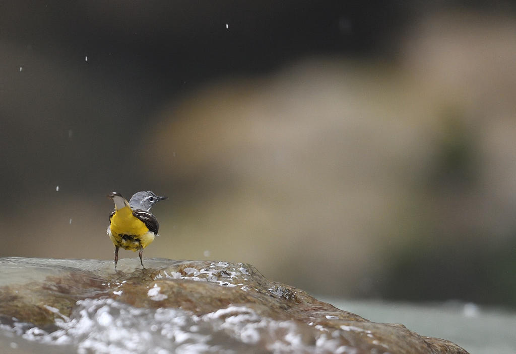 DS5_9042.jpg
