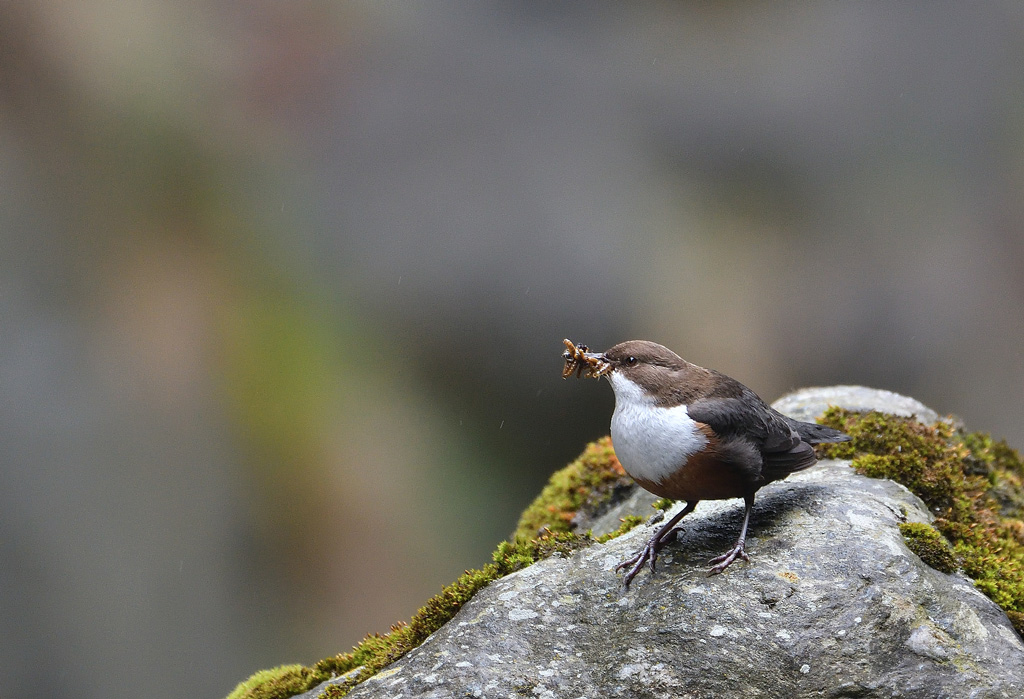 DSC_3296.jpg