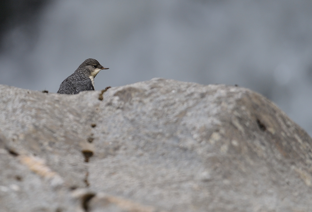 DS5_9322.jpg