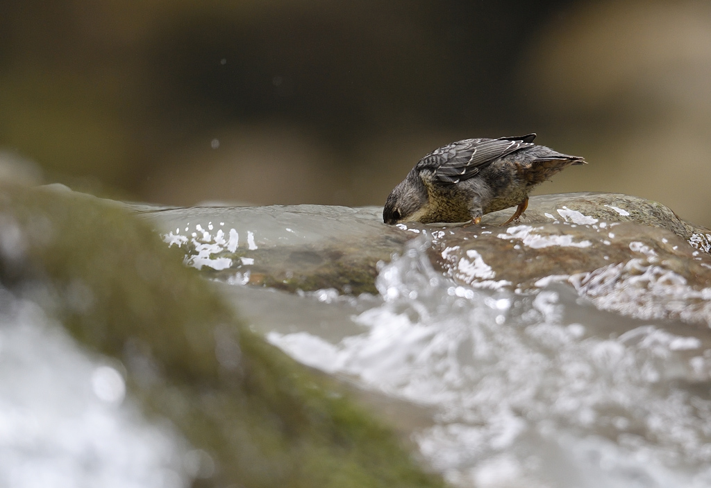 DS5_9359.jpg