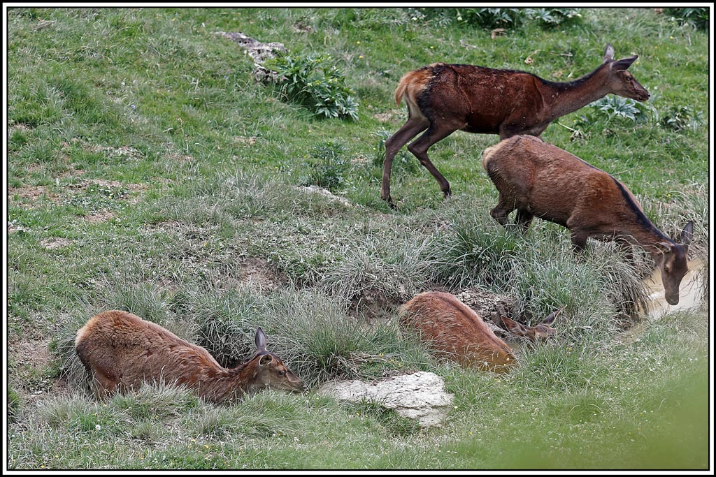 cerf(4046).jpg