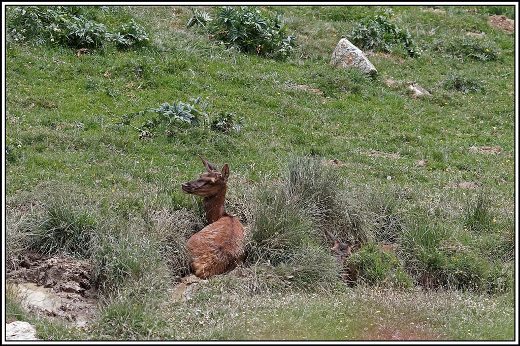 cerf(4054).jpg