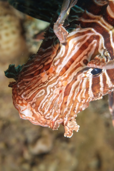 Pterois.jpg