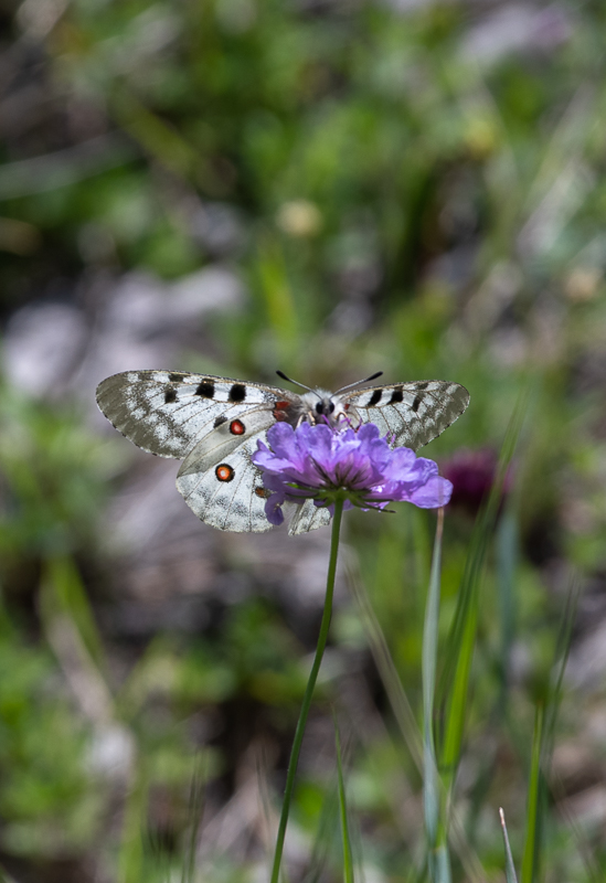 Papillon l'appolon -0-.jpg