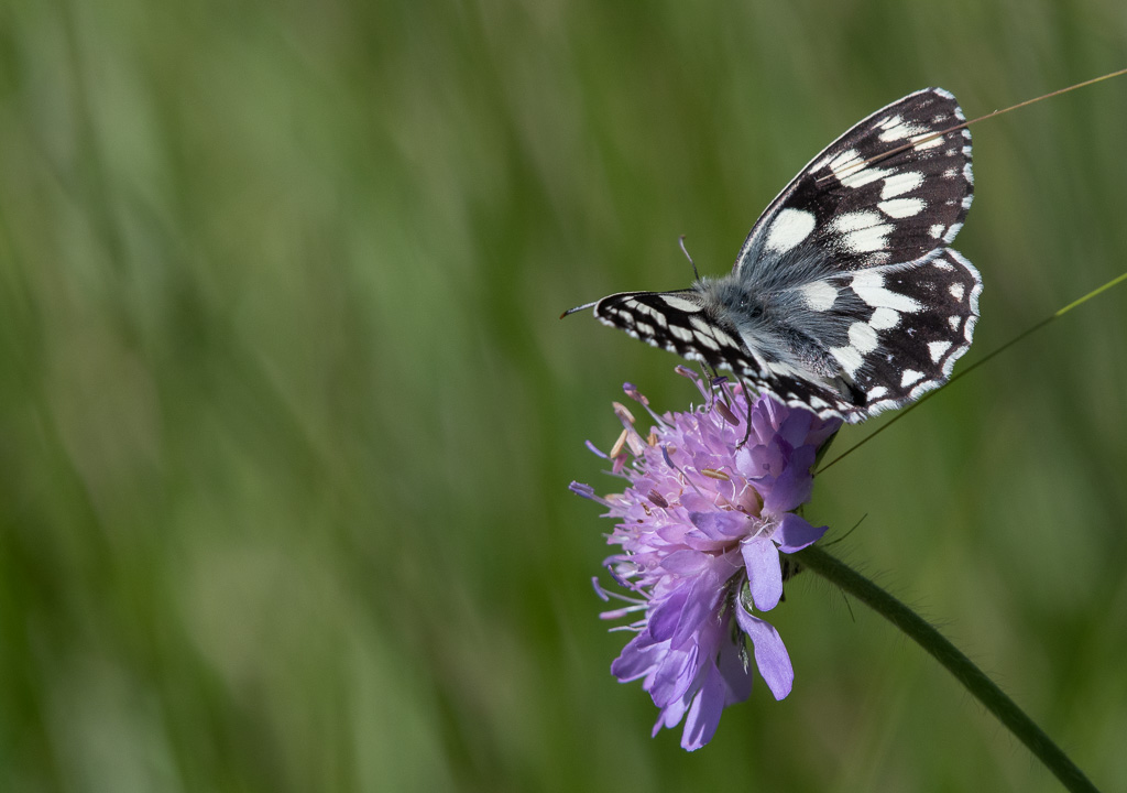 Papillon, Demi-deuil.jpg