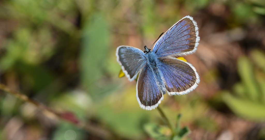 Papillon - Azuré de l'Ajonc -1-.jpg