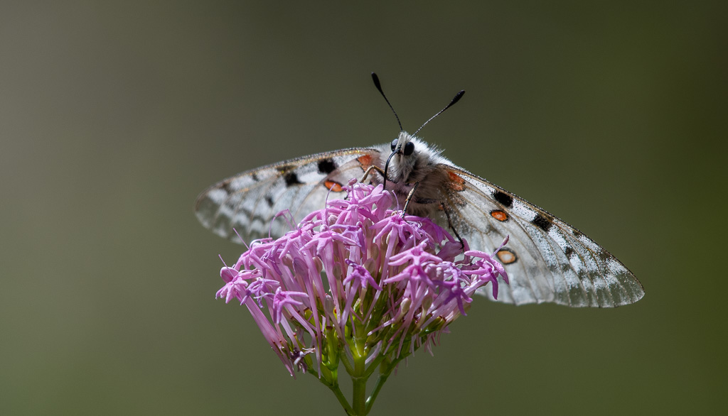 Papillon - Apollon -2-.jpg