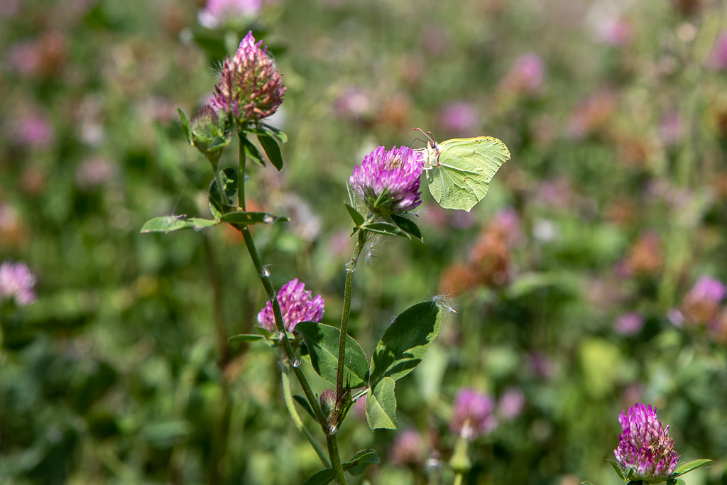Citron (Gonepteryx rhamni)-12.jpg