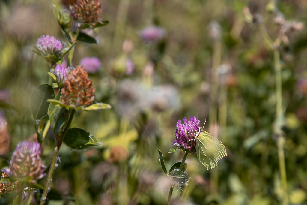 Citron (Gonepteryx rhamni)-22.jpg