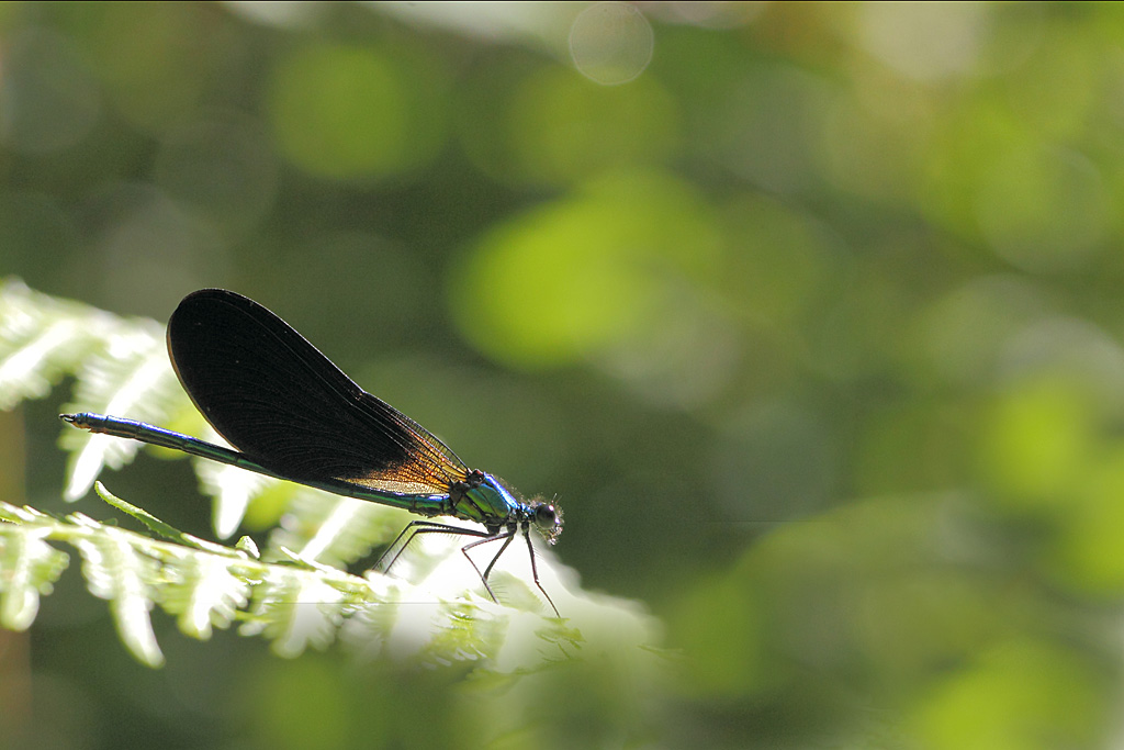 caloptéryx vierge - Calopteryx virga mâle.JPG