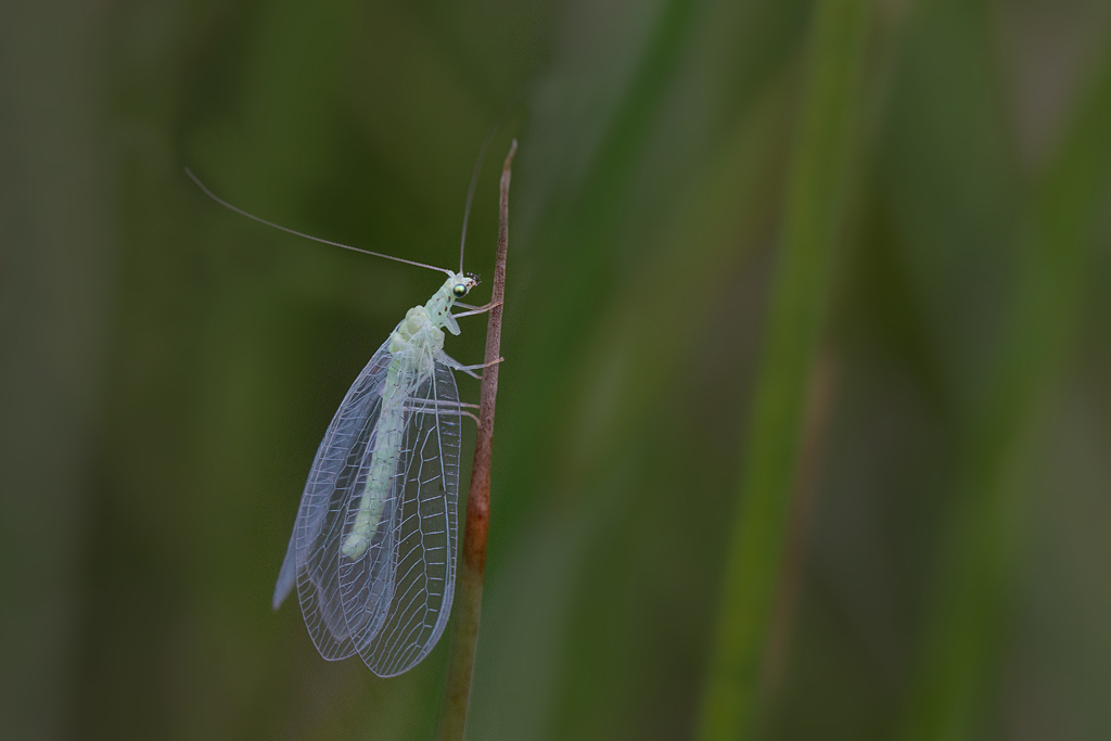 chrysope - chrysoperla carnea.jpg