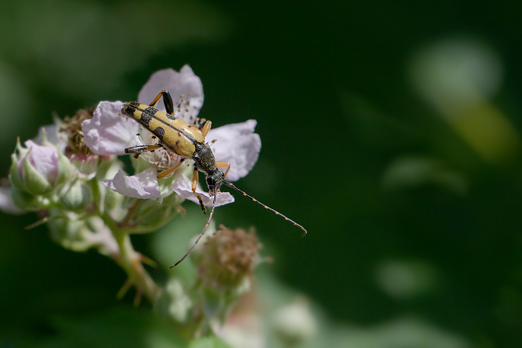 Rutpela maculata.jpg